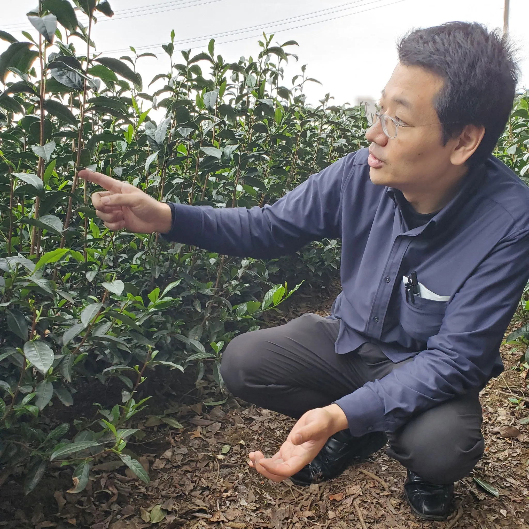 Kettle Black Hojicha | Black Tea